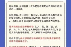 新型冠状病毒毒株的种类，新型冠状病毒有几种毒株