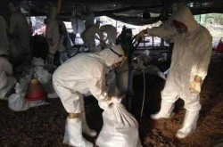 青岛平度h7n9禽流感最新消息，青岛平度疫情最新情况