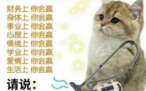 地下吸猫究竟是什么意思？揭秘网络流行语