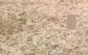 男子两只宠物犬被毒死原因是什么？如何保护宠物安全？
