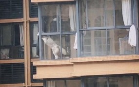 趴窗户上做给对面看，这是为何？如何看待这种行为？