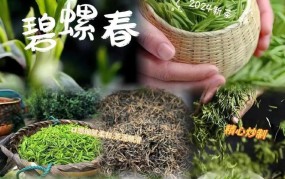 碧螺春原产地在哪？如何鉴别真假碧螺春？