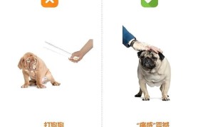 宠物被主人用数据线打，如何正确教育宠物？