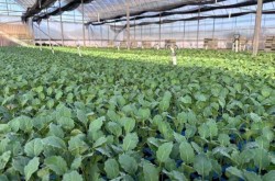 上海市抢种蔬菜8万多亩，上海租地种菜多少钱一亩
