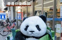 旅日大熊猫香香将回国，熊猫美香女儿宝宝回国