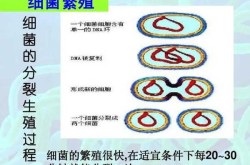 大多数细菌每隔多长时间可以繁殖一代，细菌每隔几分钟繁衍一次
