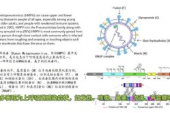 2023年美国偏肺病毒，2021年的新病毒叫什么名字