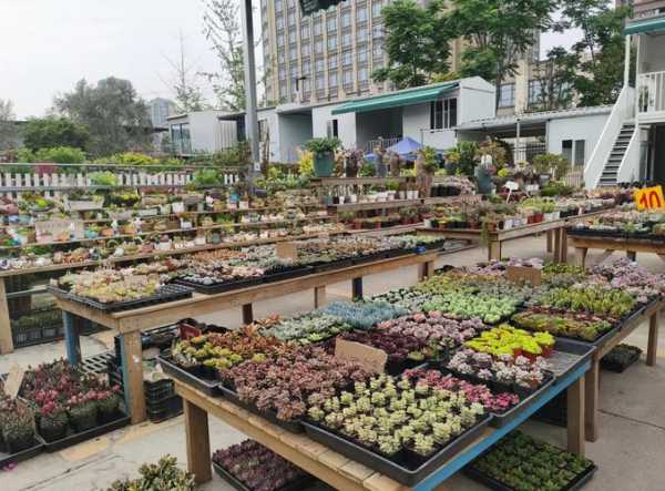 贵阳贵安本轮疫情源起批发市场（贵阳鲜花批发市场在哪里）