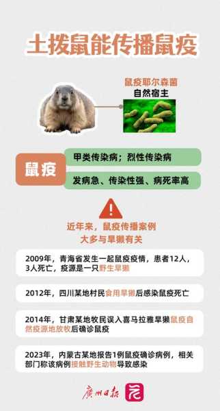 近4年全国已报11例鼠疫 死亡4例(中国最近发生的鼠疫)