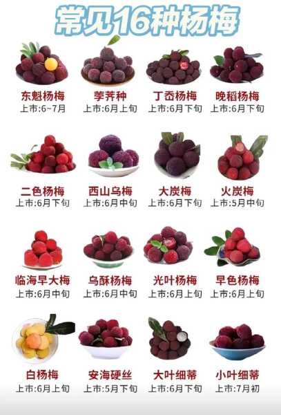 疫情查询程序中杨梅含量是啥意思（杨梅嘌呤含量是多少）