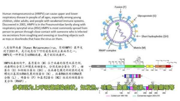 2023年美国偏肺病毒,2021年的新病毒叫什么名字