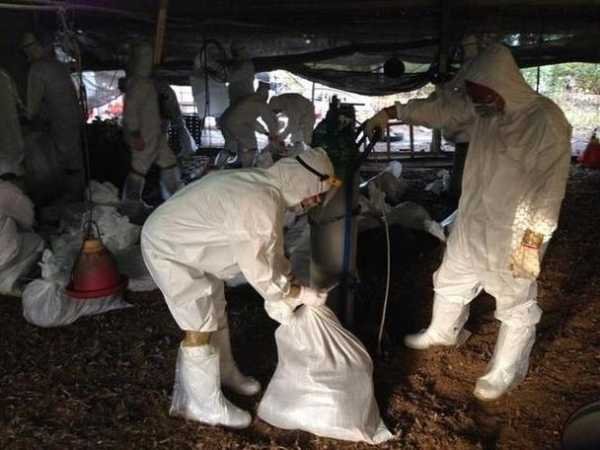 青岛平度h7n9禽流感最新消息，青岛平度疫情最新情况