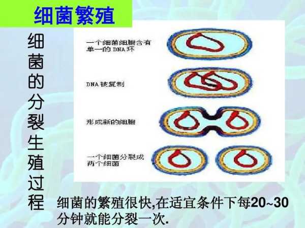 大多数细菌每隔多长时间可以繁殖一代，细菌每隔几分钟繁衍一次
